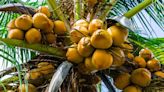 Cultivo mundial de coco crece 2% anual y la demanda en un 10%