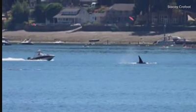 Orca observers call for boating safety education, enforcement in Washington