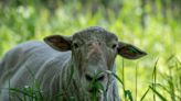 They’re baaaaack: Flock of sheep return to Governors Island to munch on invasive plant life | amNewYork