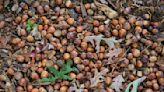 If it seems like there are a lot of acorns this fall, you might be seeing a `mast' year