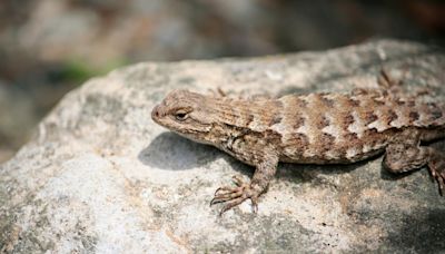 What to know about the 3 most common lizards in the Sacramento region