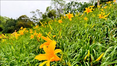 雨水滋潤 虎山巖金針花開逾4成