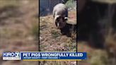 Port Orchard family says pet pigs were slaughtered after butcher business got wrong address