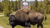 Woman, 83, Gored and Lifted 'About a Foot Off the Ground' by Bison at Yellowstone National Park