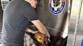 Texarkana opens a self-serve dog wash business: Maggie’s Suds Shop | Texarkana Gazette