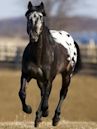 Appaloosa