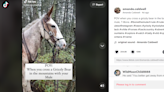 TikTok can’t get over how this mule alerted his rider to a grizzly bear. Check it out
