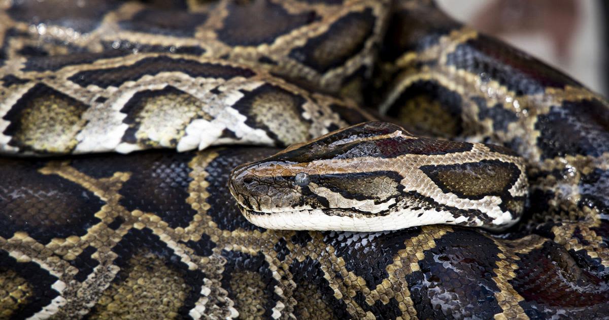 Snake hunters will wrangle invasive Burmese pythons in Florida