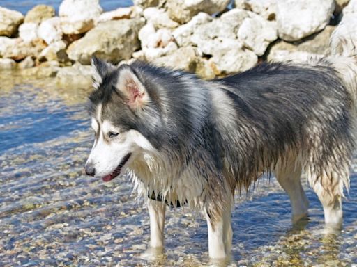 Senior Husky Taking a Peaceful Nap in Mountain Water Is the Picture of Happiness