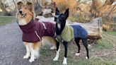 12 best dog raincoats to keep your pup dry | CNN Underscored