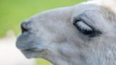 Adorable Emotional Support Llamas Spread Joy to Tired Travelers at Oregon Airport