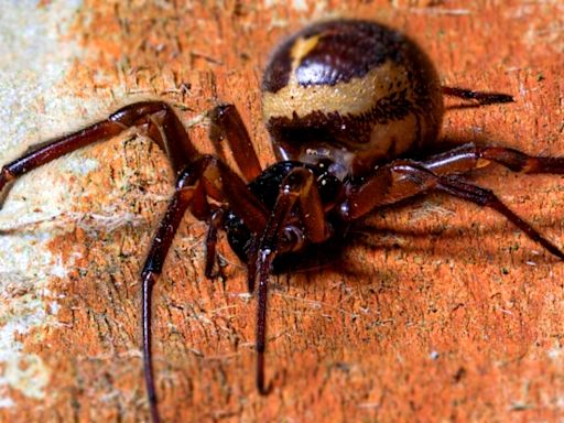 A Spider Was Filmed Eating a Shrew, And You Can't Unsee This