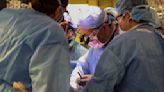 A Man Has Received the First Pig-Kidney Transplant