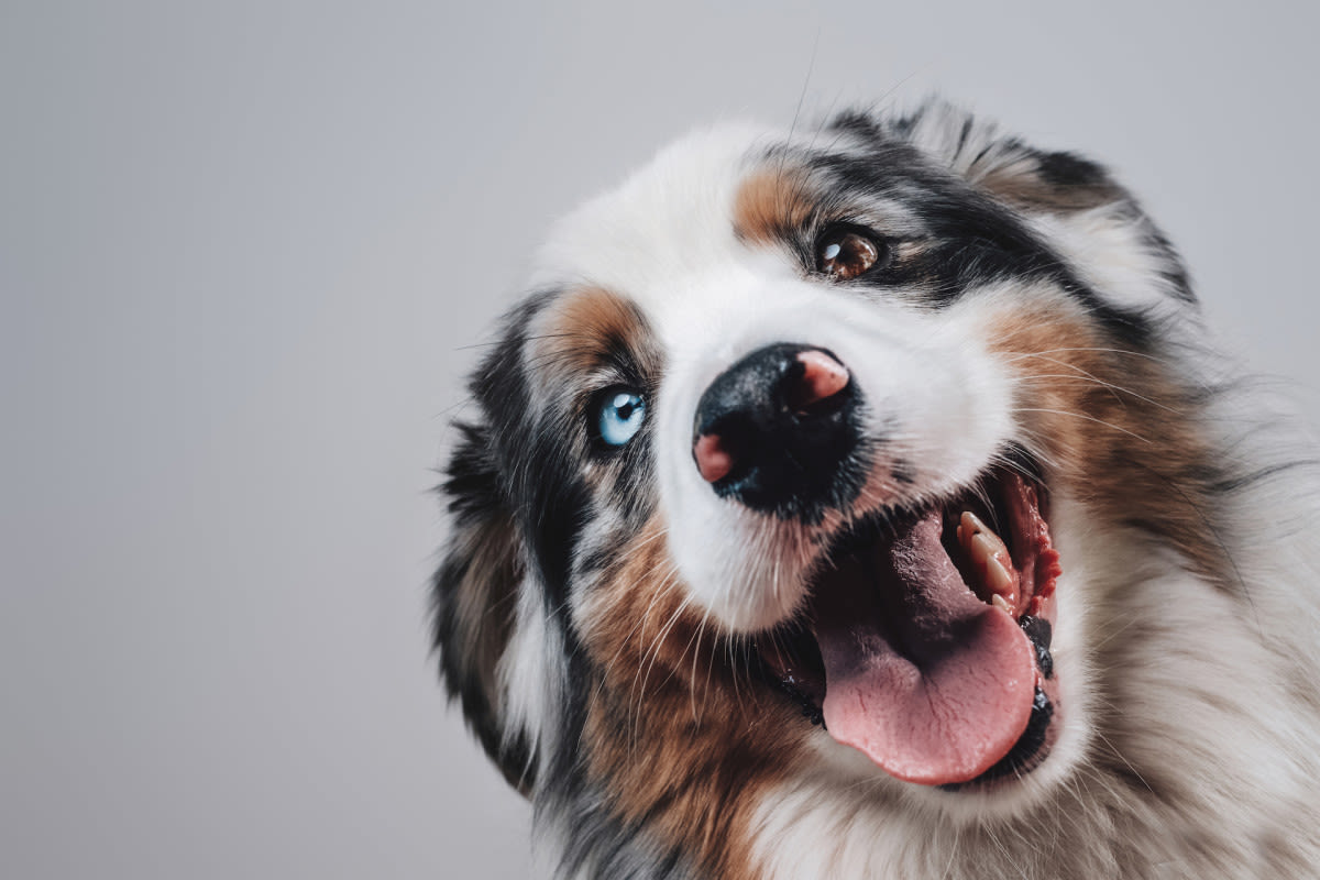 Australian Shepherd Puppy ‘Conquering’ the Stairs for the First Time Is an Absolute Hit