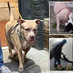 Sicko who trained vicious NYC pit bull using cats as bait charged with animal torture: cops