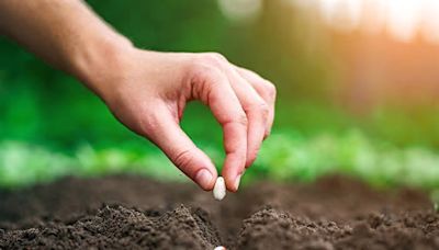 Texas Tech invites students, staff to help ‘beautify campus’ for Arbor Day