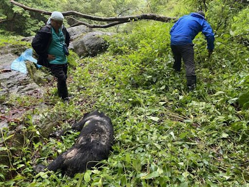 玉山台灣黑熊遭槍殺 遺體將製成標本陳展