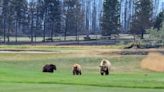 Jasper wildfire: GPS collar reveals how bear and 2 cubs survived flames | Globalnews.ca