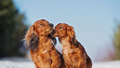 Dachshund Siblings Rock Halloween as the Sweetest Little Dragons