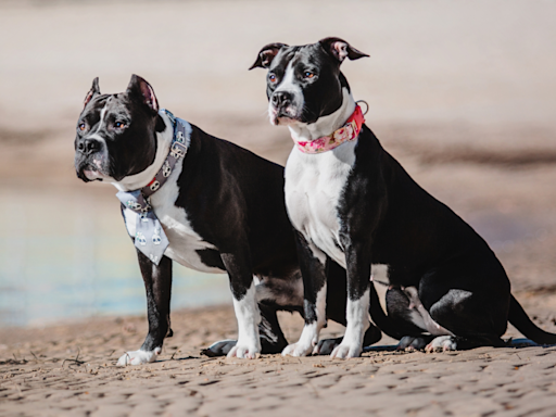 Twin Pit Bulls in Sunglasses and Booties are the Stars of a Walmart Shopping Trip