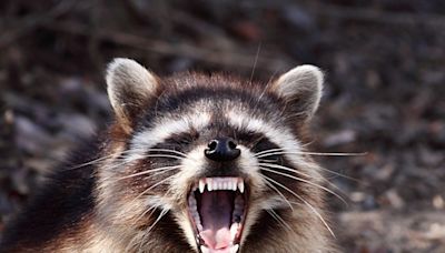 Rabid raccoon: Prince George’s County Health Department warns community of exposure