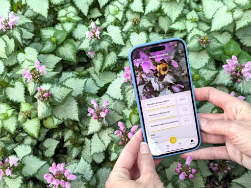 As vulnerable bumblebee populations plummet, scientists hope AI tool can give key info