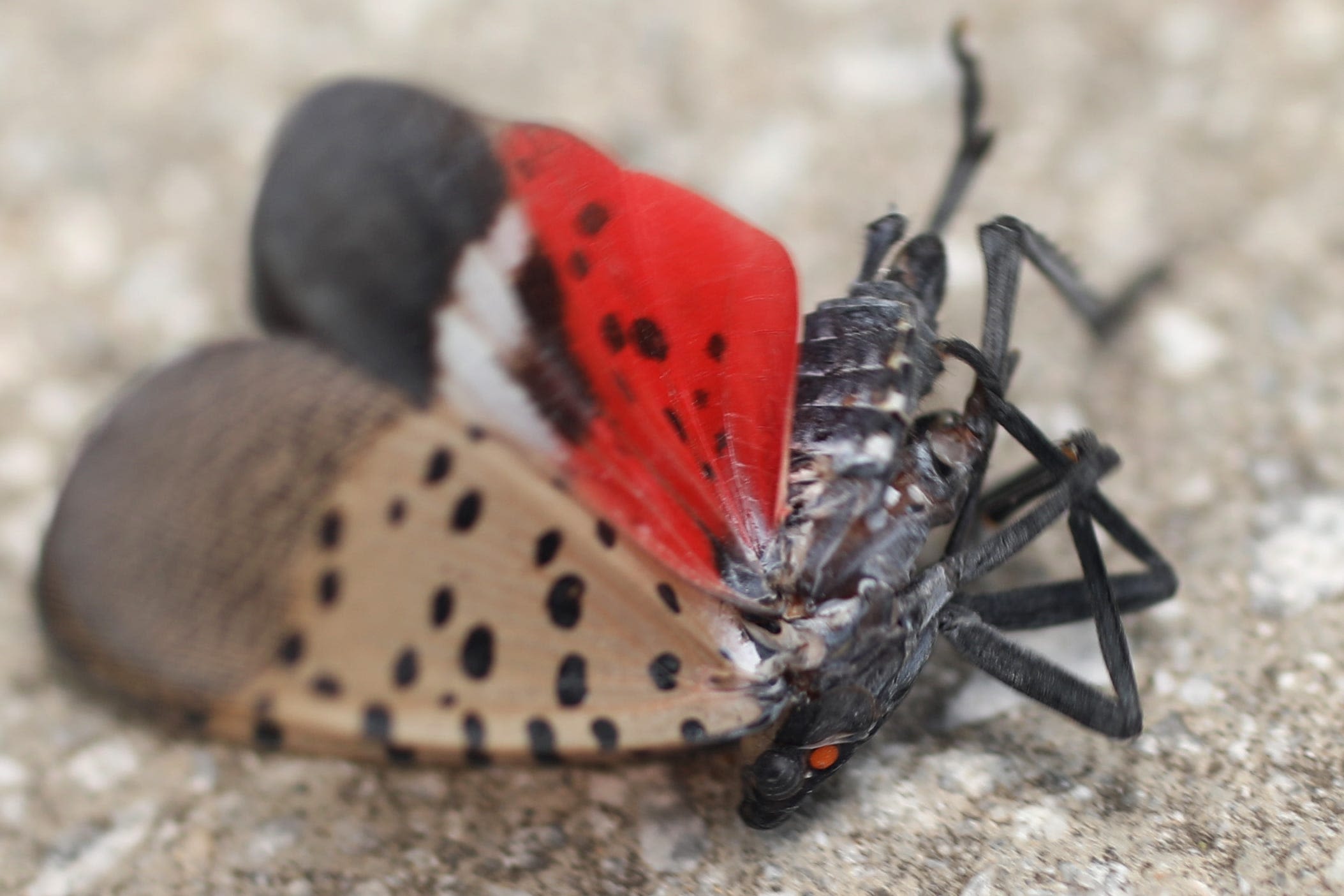 Spotted lanternfly population highest in North Jersey this year. NJDA says stomp them