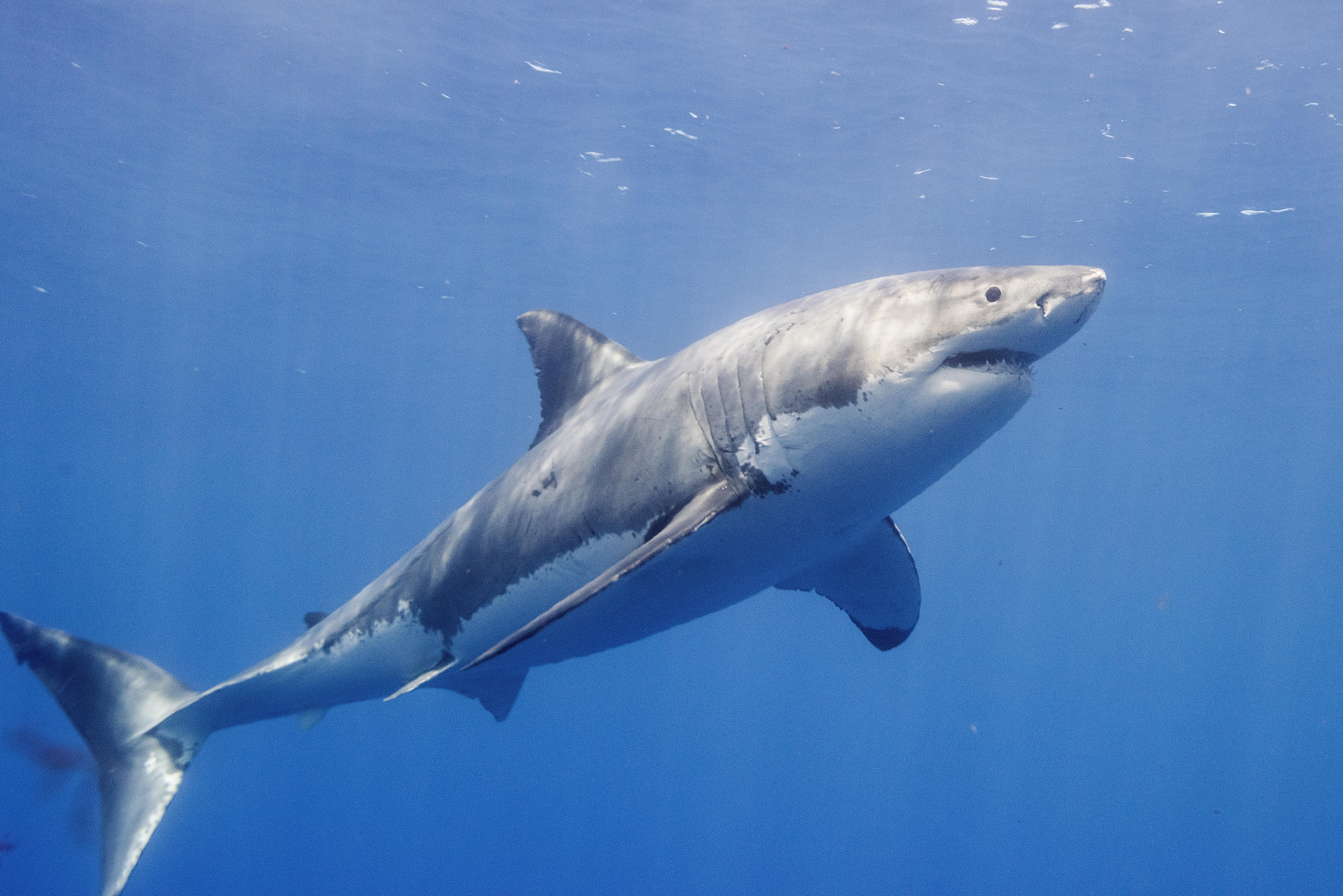 Tourist dies after losing her leg in shark attack off Canary Islands