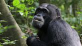 Chimps helping scientists find plants that have potential to become medicines