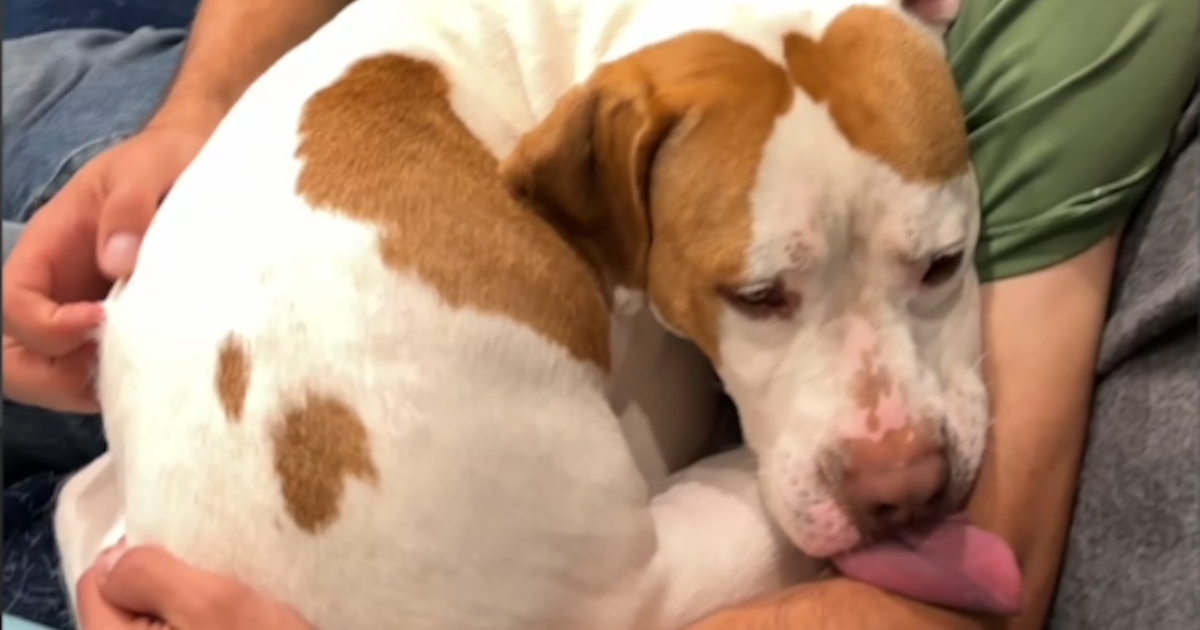 Shy rescue dog transforms into lovebug