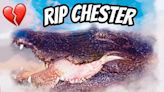 ‘A truly remarkable alligator’: Gatorland icon Chester dies at 60