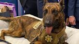 Bibb County Sheriff’s Department restarts K-9 program in honor of slain deputy