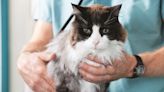 Claw Down: Six secrets to keeping your pet cat calm before, during and after a vet visit