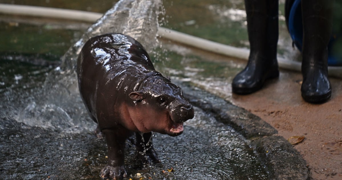 Meet Moo Deng, the baby pygmy hippo who has gone viral