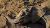 Perder mais elefantes por causa da seca é um grande receio na África Austral