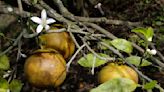 Florida faces $1.2 million verdict for killing citrus trees