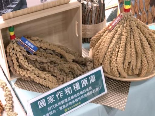 首批170種台灣小米種原 將送挪威世界種子庫
