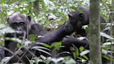 Wild chimpanzees show others objects simply to share attention