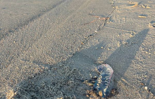 Jellyfish-like animal with a nasty sting spotted on SC beaches. What to do if stung.