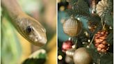 Familia horrorizada descubre mortífera serpiente debajo de árbol de Navidad en casa de Sudáfrica