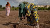 Sangoume, okras y espinacas africanas en la huerta de Paterna