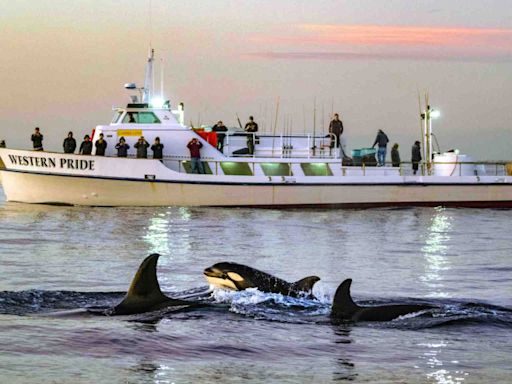 Orcas attacking ships nothing new