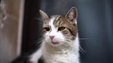 Larry the Downing Street cat gets 'Russian' rival