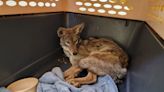 Coyote with bucket stuck on head rescued from flooded valley south of San Diego