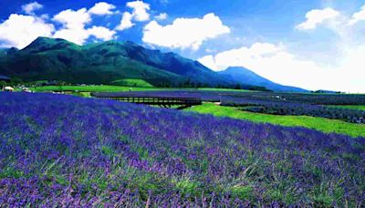 日本夏季賞花攻略 九州大分薰衣草、繡球花一次看