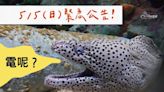 影/澎湖大雨！水族館「遭雷擊停電」休館一日 損失上百萬