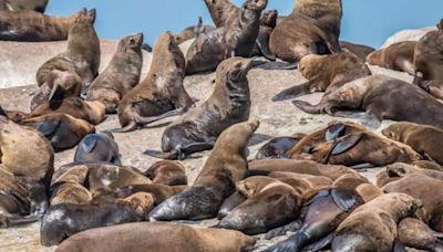 S.Africa to trial vaccination of seals after first rabies outbreak - ET HealthWorld