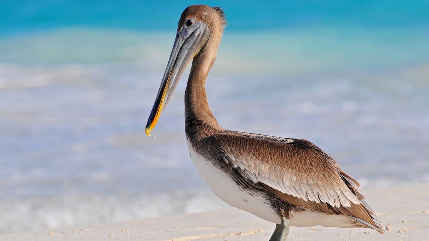 Pelican takes top billing during Giants-Reds baseball game