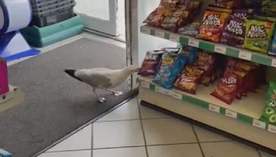 WATCH: Shoplifting bird dubbed Steven Seagull steals crisps - banned from store | ITV News