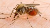 Texas reports first locally acquired malaria infection since 1994. Here’s what that means